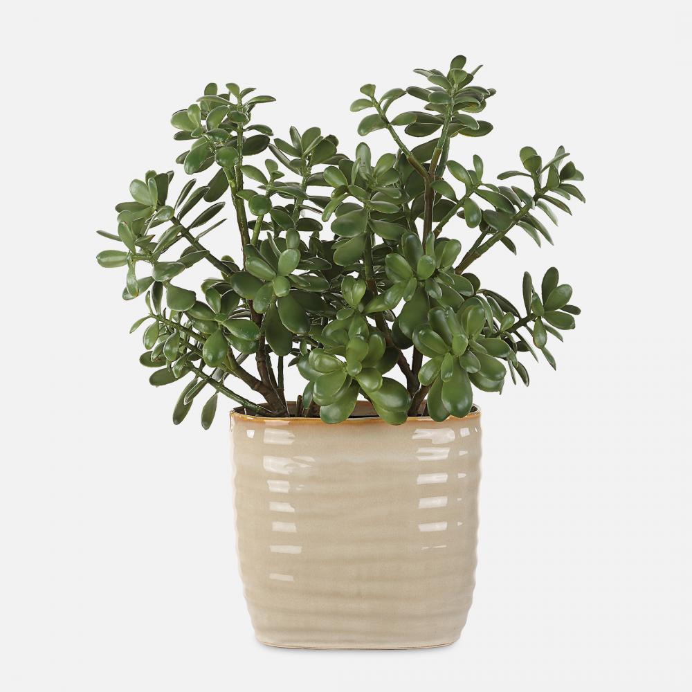 Uttermost Crassula Jade Accent Plant