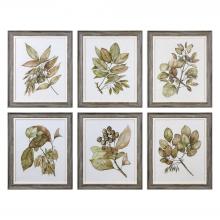 Uttermost 33643 - Seedlings Framed Prints S/6